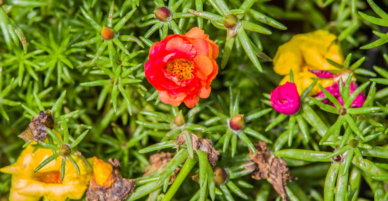 Por que a Flor Onze Horas Só Abre de Manhã