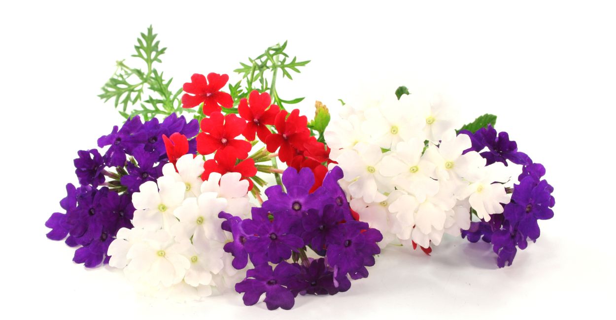 cores da flor verbena