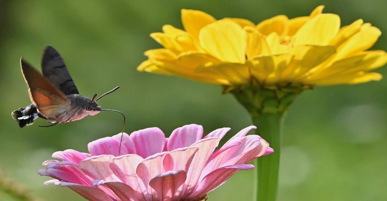 significado da flor zínia