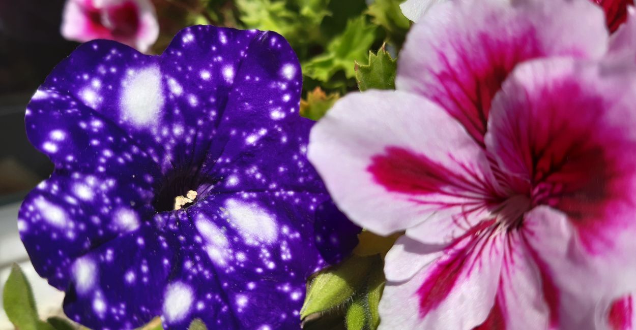 verbena e seus significados