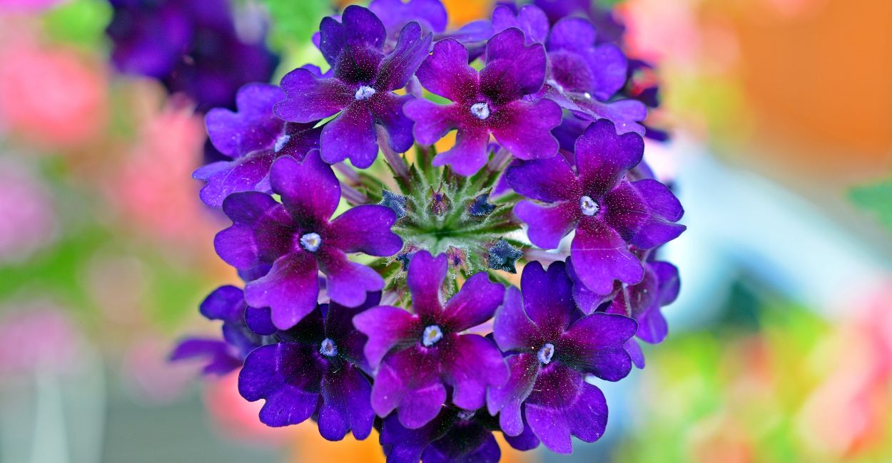 verbena
