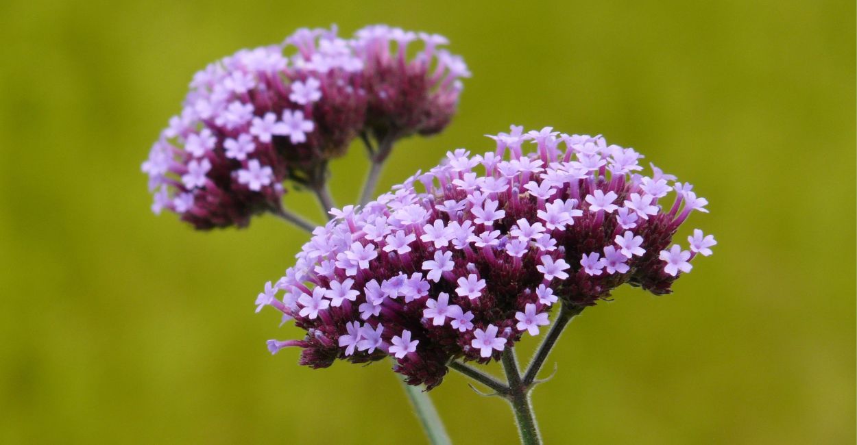 significado da verbena