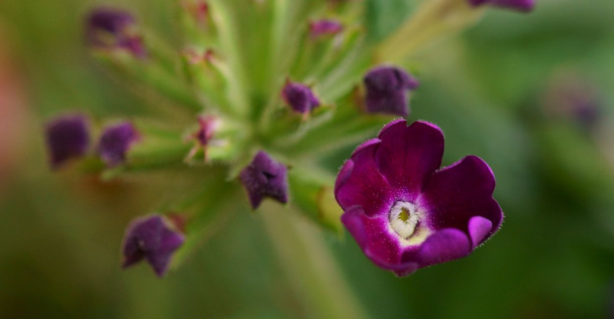 flor verbena