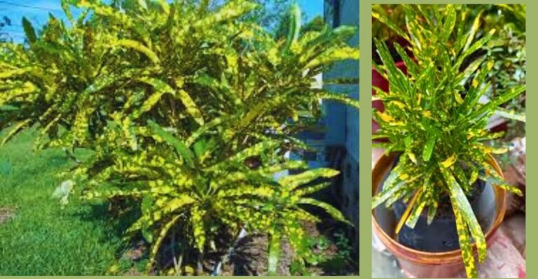 croton brasileirinho