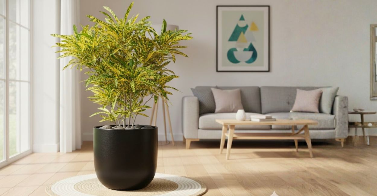 planta croton brasileirinho