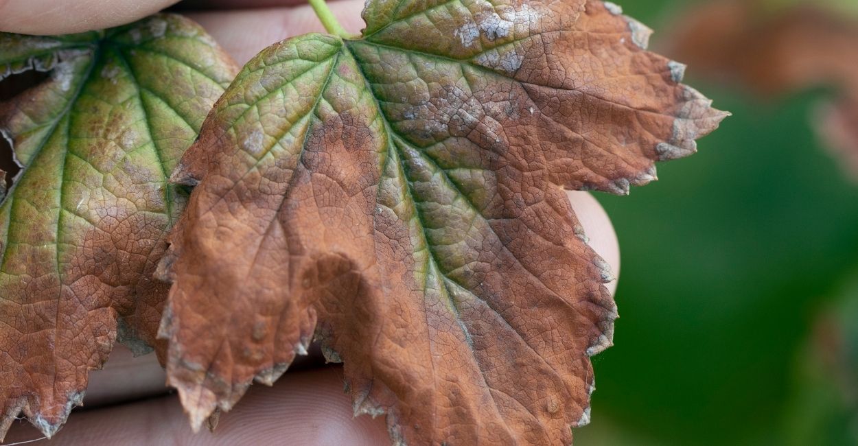 o que as folhas das plantas indicam