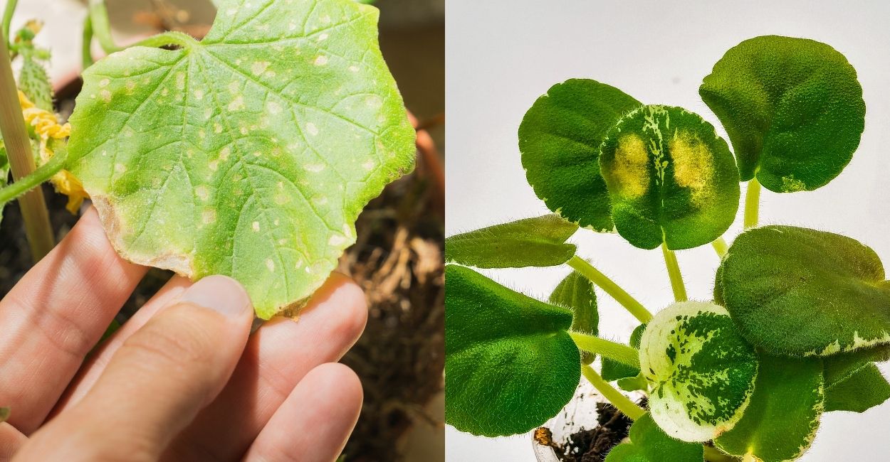 o que as folhas das plantas indicam