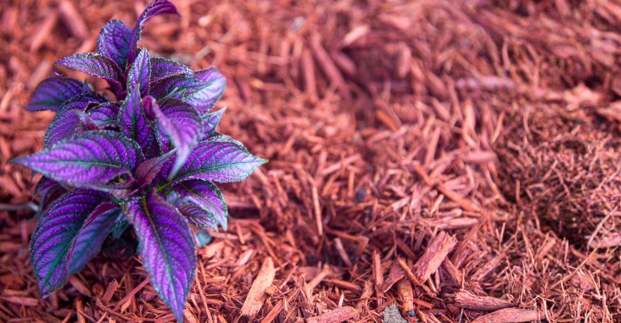 planta roxa, escudo persa