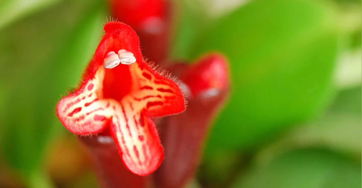 columéia batom vermelho
