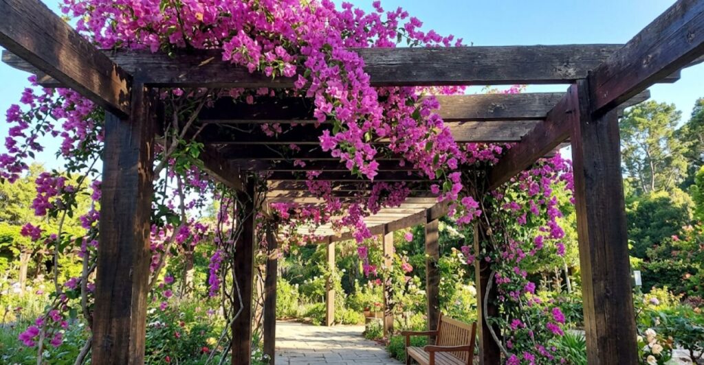 planta primavera em pergolado