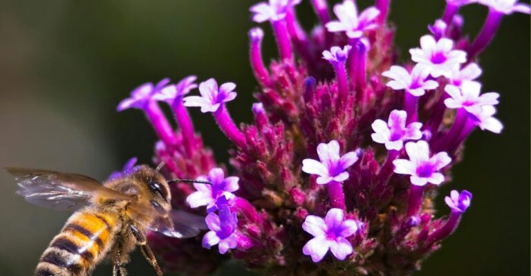erva para dormir melhor