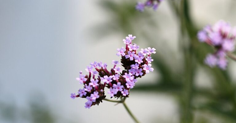 planta verbena