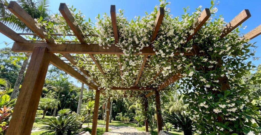 pergolado com trepadeira
