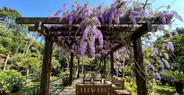 trepadeiras para pergolado