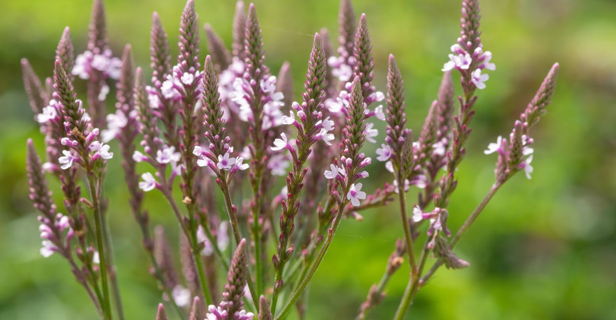 planta verbena