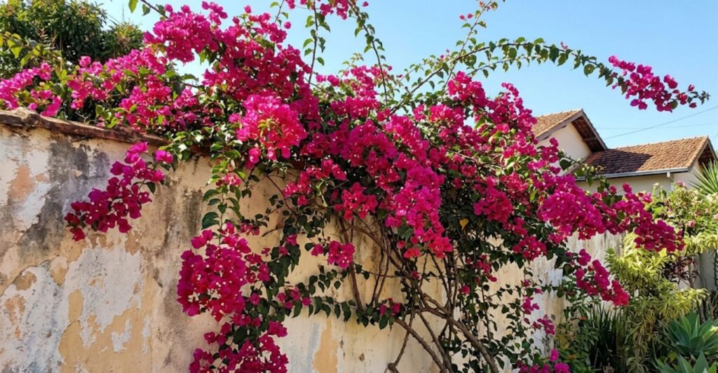 Bougainvillea planta primavera