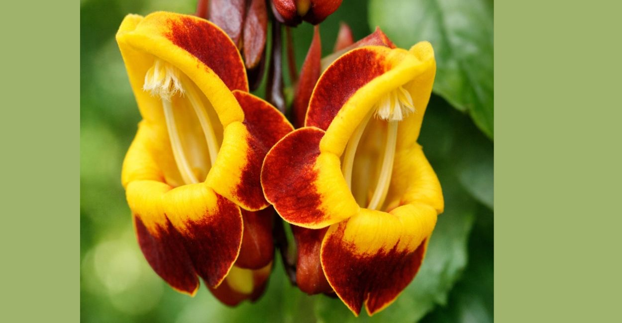 trepadeira sapatinho de judia