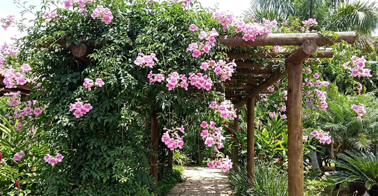 trepadeira sete léguas